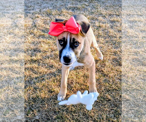 Medium Photo #8 Mutt Puppy For Sale in Sandy, UT, USA