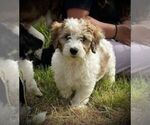 Small Photo #6 Aussiedoodle Miniature  Puppy For Sale in LEBANON, OR, USA