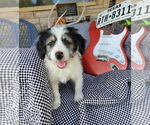 Small #1 Australian Shepherd-Maltese Mix