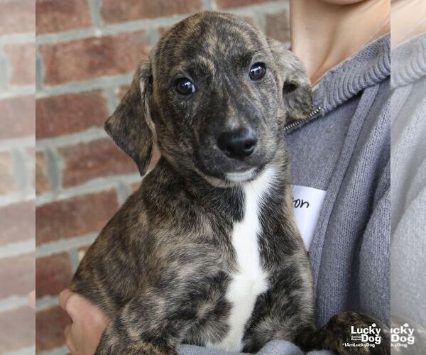 Medium Photo #2 Labrador Retriever-Unknown Mix Puppy For Sale in Washington, DC, USA