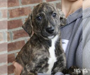 Elija - Male Labrador Retriever-Unknown Mix Dog for Adoption - Photo #2