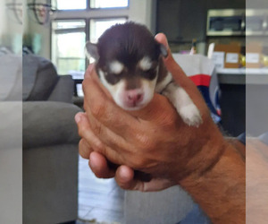 Pomsky Puppy for sale in HUDSON, FL, USA