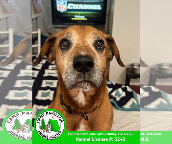 Medium Photo #12 Mutt Puppy For Sale in Stroudsburg, PA, USA