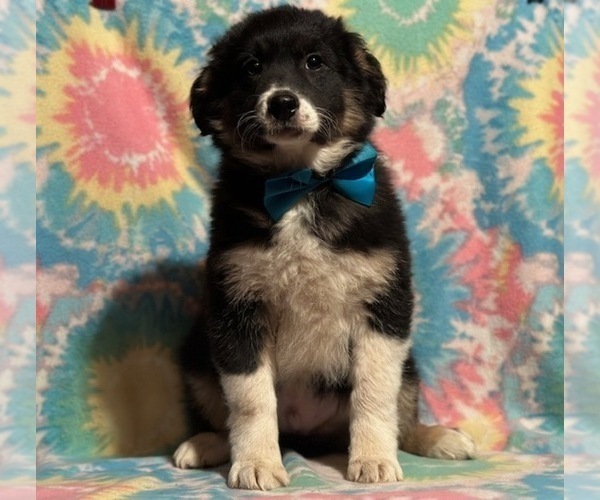 Medium Photo #3 Border Collie-Golden Retriever Mix Puppy For Sale in LANCASTER, PA, USA