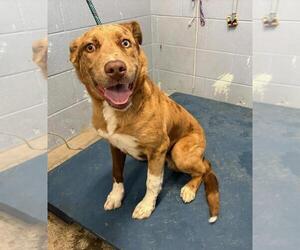 Catahoula Leopard Dog Dogs for adoption in Woodland, CA, USA