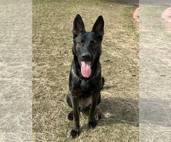 Medium Photo #3 German Shepherd Dog Puppy For Sale in La Grange , NC, USA