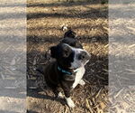 Small #3 American Pit Bull Terrier Mix