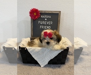 Zuchon Puppy for sale in BLOOMFIELD, IN, USA
