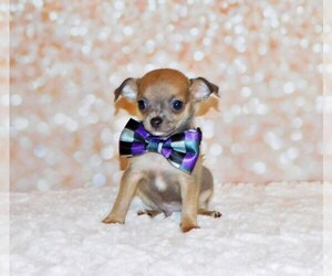 Chihuahua Puppy for sale in CHARLESTON, AR, USA