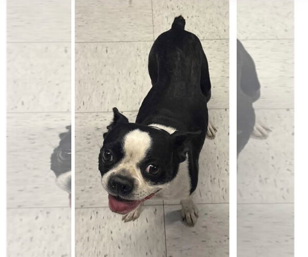 Medium Photo #1 Boston Terrier Puppy For Sale in Sandy, UT, USA