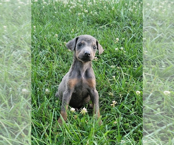 Medium Photo #1 Doberman Pinscher Puppy For Sale in MOUNT STERLING, KY, USA