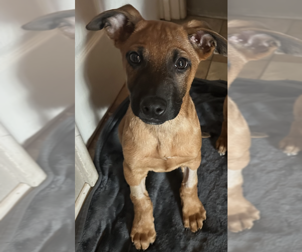 Medium Photo #1 Mutt Puppy For Sale in Dana Point, CA, USA