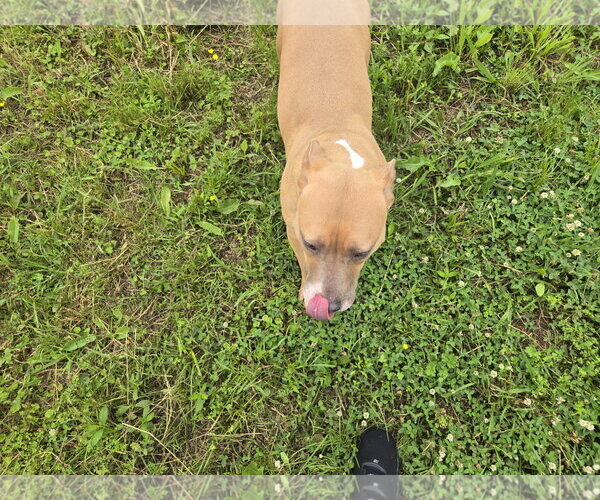 Medium Photo #5 Bulldog-Labrador Retriever Mix Puppy For Sale in Jackson, MS, USA