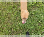Small Photo #5 Bulldog-Labrador Retriever Mix Puppy For Sale in Jackson, MS, USA