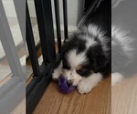 Puppy Freckles Australian Shepherd