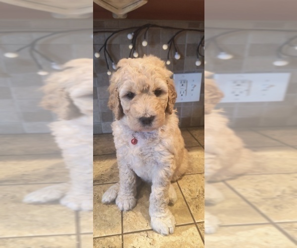 Medium Photo #3 Goldendoodle Puppy For Sale in HOUSEVILLE, NY, USA