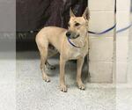 Small German Shepherd Dog Mix