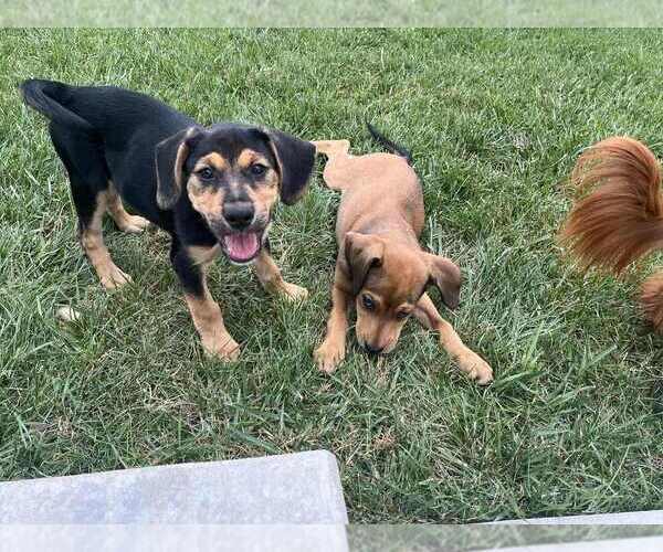 Medium Photo #1 Mutt Puppy For Sale in Springdale, PA, USA