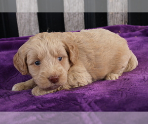 Goldendoodle (Miniature) Puppy for sale in BLOOMINGTON, IN, USA