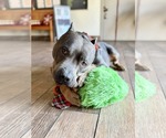 Small #6 American Pit Bull Terrier Mix