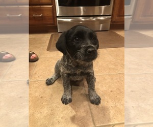 Australian Cattle Dog-Wirehaired Pointing Griffon Mix Puppy for sale in KEARNEY, NE, USA