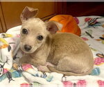 Small #2 Chihuahua Mix