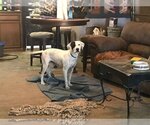 Small Photo #5 Dalmatian-Labrador Retriever Mix Puppy For Sale in Rockdale, TX, USA