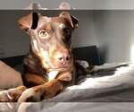 Small #5 American Pit Bull Terrier-Doberman Pinscher Mix