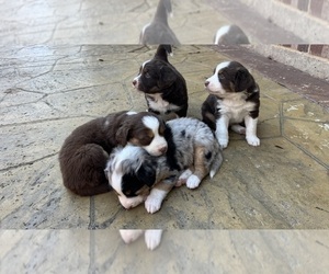 Australian Shepherd Litter for sale in ALLEN, TX, USA