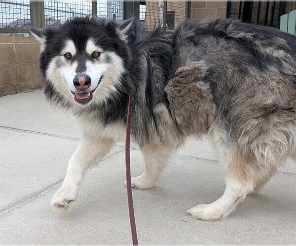 Medium Photo #1 Alaskan Malamute Puppy For Sale in Denver, CO, USA