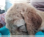 Small Photo #5 Goldendoodle Puppy For Sale in WEST, TX, USA