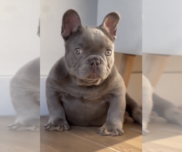 Medium Photo #8 French Bulldog Puppy For Sale in MORENO VALLEY, CA, USA