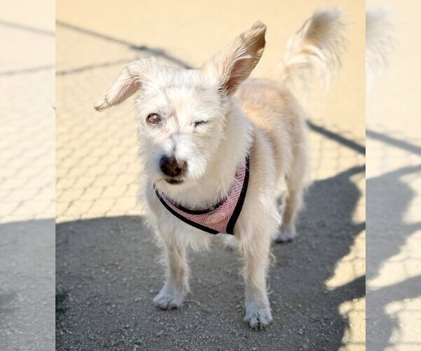Medium Photo #3 Havanese-Unknown Mix Puppy For Sale in Pittsburg, CA, USA