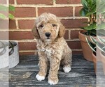 Small #4 Goldendoodle (Miniature)