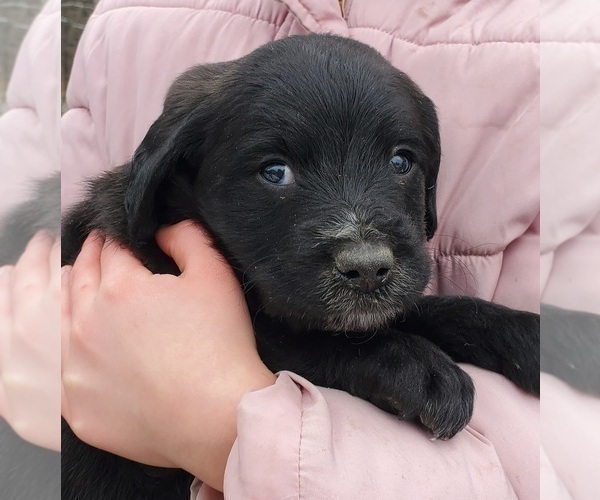 Medium Photo #18 Aussiedoodle Puppy For Sale in ATHENS TOWNSHIP, PA, USA
