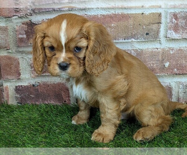 Medium Photo #3 Cavalier King Charles Spaniel Puppy For Sale in MOBERLY, MO, USA