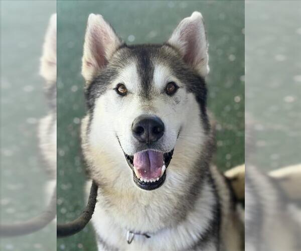 Medium Photo #2 Gerberian Shepsky Puppy For Sale in Woodland, CA, USA