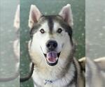 Small #1 Gerberian Shepsky