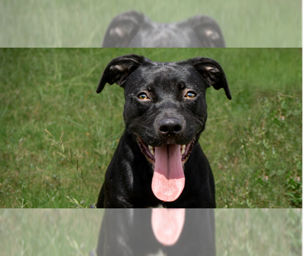 Medium Photo #4 Mutt Puppy For Sale in Abbeville, LA, USA