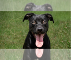 Small #3 Mutt