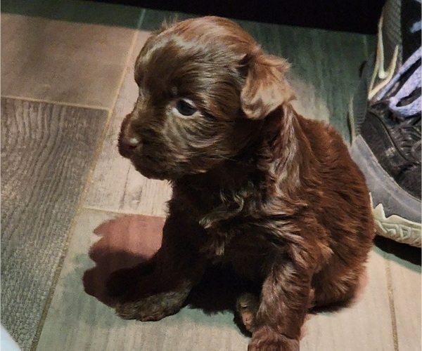 Medium Photo #8 YorkiePoo Puppy For Sale in BLUE MOUND, TX, USA