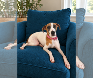 Boxer-Unknown Mix Dogs for adoption in Euless, TX, USA