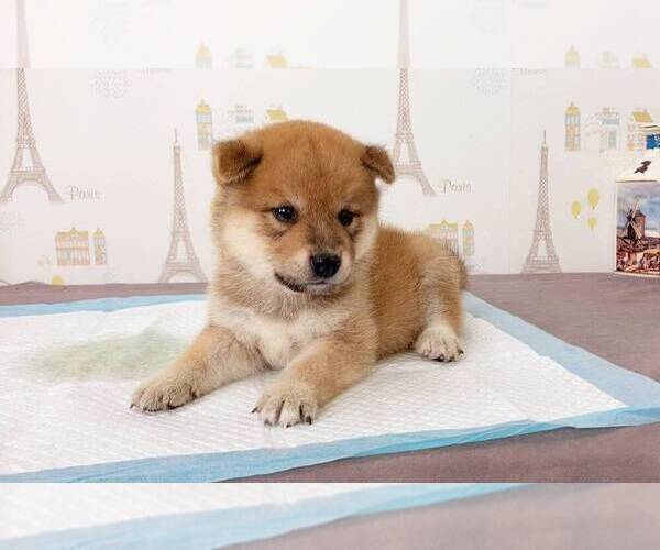 Full screen Photo #2 Shiba Inu Puppy For Sale in SAN JOSE, CA, USA