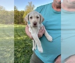 Small Photo #1 Labrador Retriever Puppy For Sale in KINGS MOUNTAIN, NC, USA