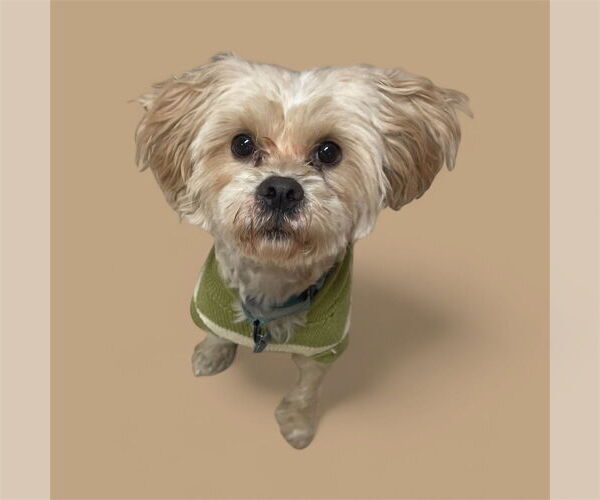 Medium Photo #1 Brussels Griffon-Poodle (Miniature) Mix Puppy For Sale in Plymouth, MN, USA