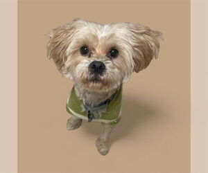 Brussels Griffon-Poodle (Miniature) Mix Dogs for adoption in Plymouth, MN, USA