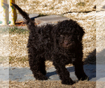Small Photo #13 Spanish Water Dog Puppy For Sale in SIMLA, CO, USA