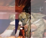 Puppy Puppy 1 American Staffordshire Terrier