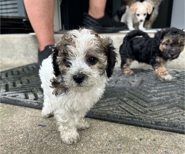 Medium Photo #34 YorkiePoo Puppy For Sale in MONTGOMERY VILLAGE, MD, USA