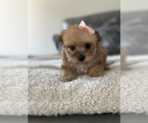 Morkie Puppy for sale in ELMHURST, IL, USA